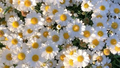 Unveiling the Beauty of 5120x1440p 329 Daisies Images